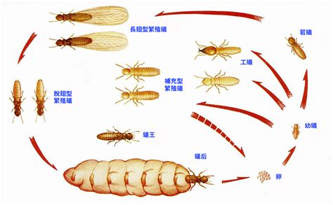 白蟻|白蚁